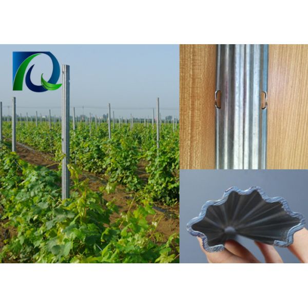 Quality 54x30MM Steel Weatherproof Vineyard Fence Posts wholesale