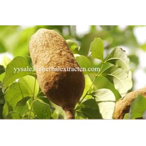 Sky fruit Extract, Fructus Swietenia Macrophylla Extract, reduce blood fat,