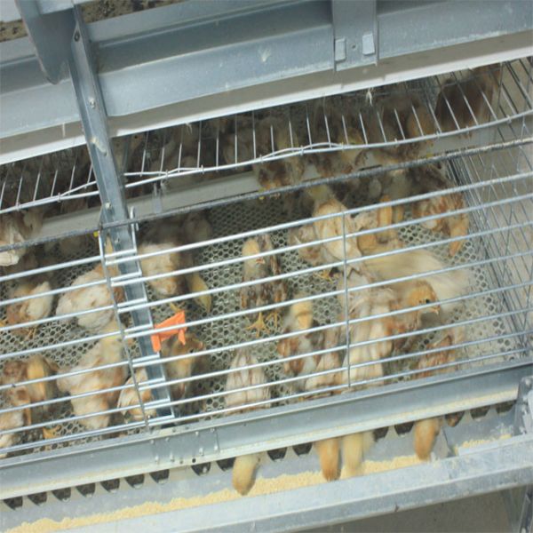 3/4 Tiers H Type Broiler Cage Chicken Farm Silver Color