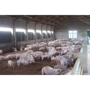 H Section Steel Poultry Farm Structure With Galvanized C Purlins For Pig Sheds