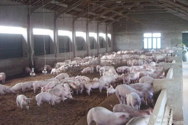 H Section Steel Poultry Farm Structure With Galvanized C Purlins For Pig Sheds