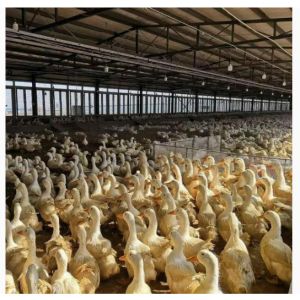 China Economical And Practical Steel Structure Livestock Shed Henhouse Duck Shed on sale