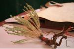 Chinese Stellera Root Stellera chamaejasme L wild radix medical plant Rui xiang