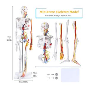 85cm Anatomy Human Skeleton Model Attach Heart Vascular Nerve Skeleton Model