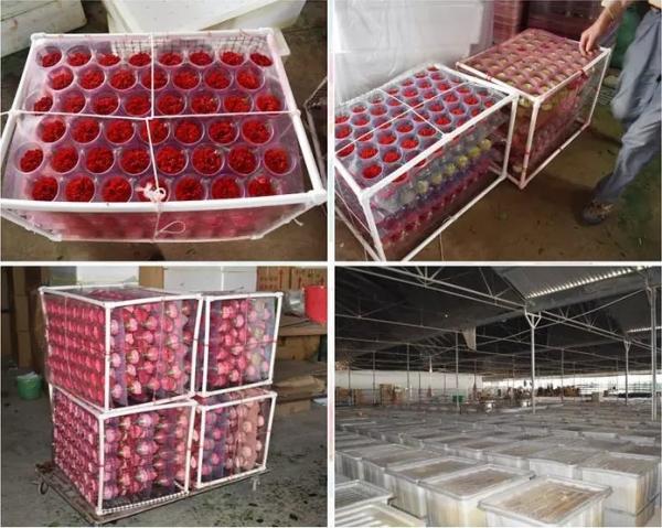 Christmas New Year Gifts Single Rose Preserved Rose Flower Stem Box in PVC Cylinder Preserved Flowers