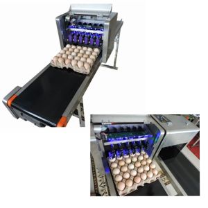 Intelligent Date Code Printing Machine , Laser Date Code Printer For Eggs