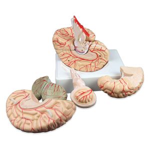 Human 9 Part Plastic Brain Model For Teaching Life Size For Display