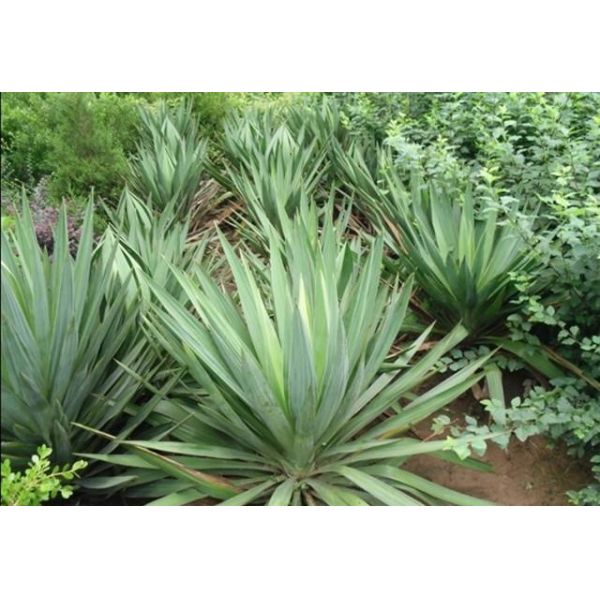 Quality Powdered Herbal Saponins Natural Yucca Root Extract wholesale