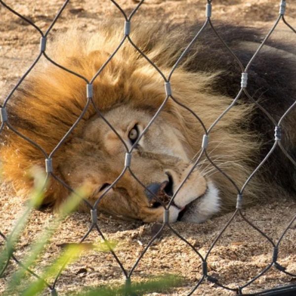 Quality Ultra Tough Horizontal / Vertical Zoo Wire Mesh SS304/316/316L In Dia 1.2mm-4.0mm wholesale