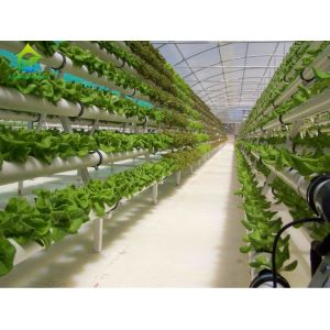 Environment Friendly Soilless Hydroponic System 75*50mm NFT Lettuce System