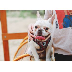 Extra Small Dog Walking Harness Reflective Soft Padded Easy Walk Harness