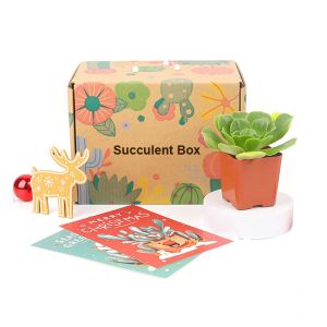 Custom Logo Printed Paper Cactus Succulents Live Plants Packaging Shipping Box