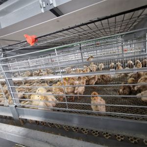 China Easy Cleaning Broiler Chicken Cage Farming Coop Animal Husbandry Equipment on sale