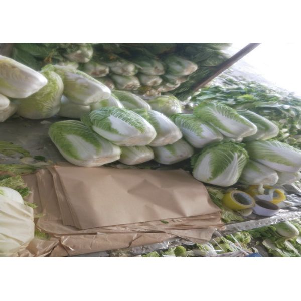 Own Bases Dark Green Cabbage Rich In Vitamin C No Pesticide Supply To Supermarke