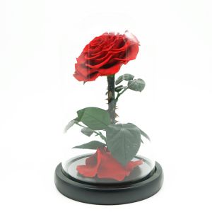 Everlasting Preserved Rose Glass Dome Bring A Unforgettable Experience