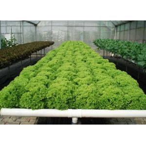 Water Saving Flat NFT Hydroponic System Eco Friendly Design For Leafy Greens