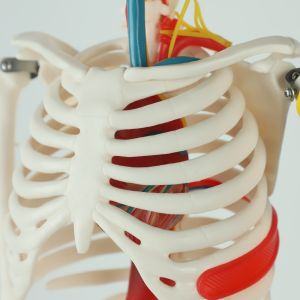 Teaching Model with Chromatic Vessels Nerves Skeleton Model with Stand Anatomy