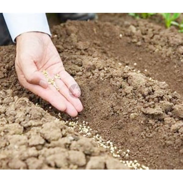 Air System Precision Seeder Agricultural Equipment 12 Rows And Above 2BQMG Series Precision Seeder