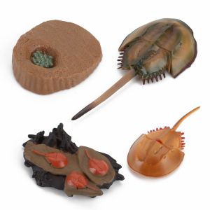 Cheap 4 PCS Sea Marine Animal Figures Ocean Creatures Action Models Life Cycle Horseshoe Crab Figure for sale