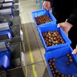 In Shell Macadamia Nuts Sorting Machine Accurate Grading Sizing Simultaneously