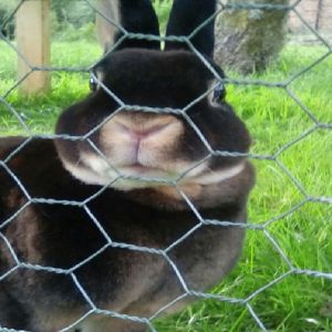 Chicken 0.5mm Hexagonal Iron Wire Mesh Galvanized Normal Twist