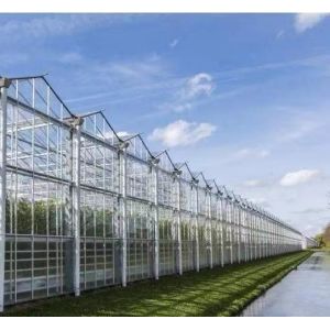 Custom Design and Double Arch Beam Greenhouse for Tomato/Cucumber Growing Large