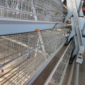 Hot Galvanized Poultry Farming Equipment Automated Layer Chicken Broiler Chicken