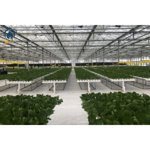 Greenhouse Hydroponic Vertical NFT Hydroponic System Soilless Vegetable Planting