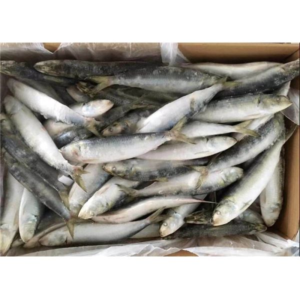 Sardinella Lemuru 100% Net Weight 90g Frozen Whole Sardines