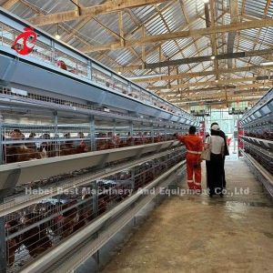 3/4/5/6/7/8 Tiers Poultry Layer Cage System with Automatic Feeder Adela