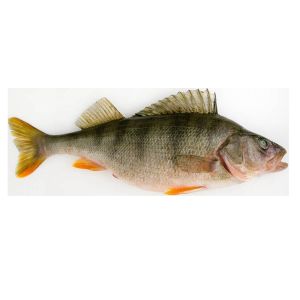 Four Styles Automatic Mackerel Grading Line And Sorting Pelagic Fish Equipment