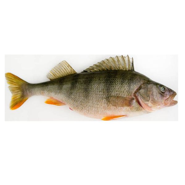 Quality Most Styles Automatic Fish Grading Machine And Sizing Fish With High Stable wholesale