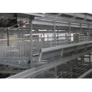 China High Capacity Chick Rearing Equipment U - Shaped Steel Manage Easily on sale