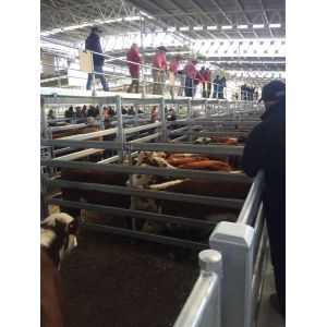 Heavy Duty 30pcs Bundle Heavy Duty Portable Corral Panels For Cattle & Gate for