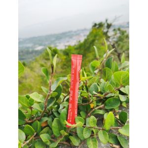 Customizable 5g Disposable White Sugar Sticks