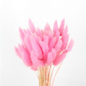 Customized Color Eternal Beautiful Dried Flowers Rabbit Tail Grass Lagurus