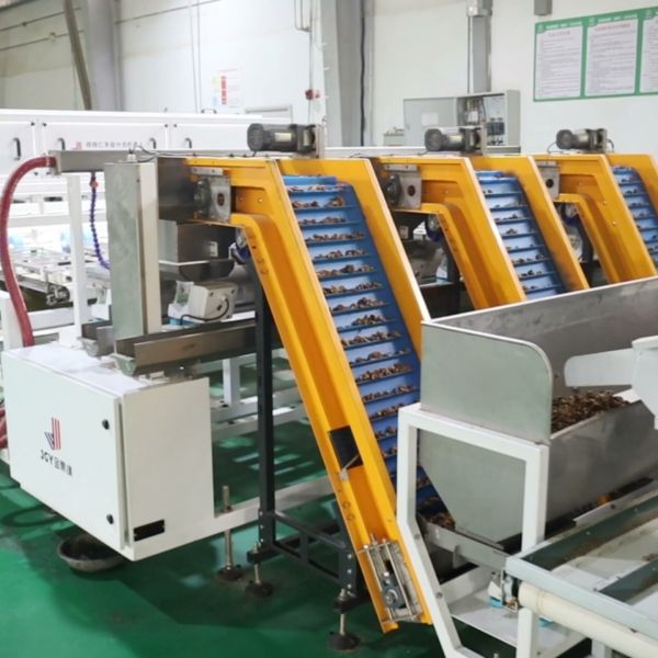 User-Friendly Walnut Kernel Sorting Machine Offers Simple Controls For Short