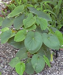 Kavalactones 30% HPLC reducing stress, easing anxiety, overcome depression,