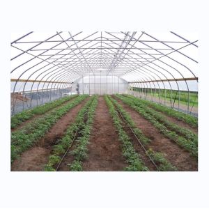 China Cucumber Farming Small Agricultural Tunnel Greenhouse with Galvanized Steel Frame on sale