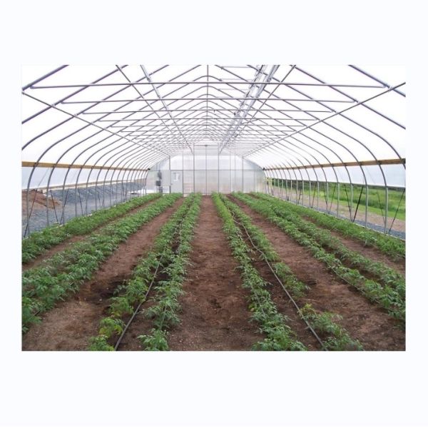Quality Cucumber Farming Small Agricultural Tunnel Greenhouse with Galvanized Steel Frame wholesale