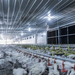 OEM ODM Chicken Farm Equipment Poultry Farming Drinker And Feeder