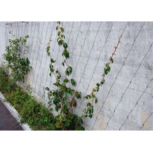 Architecture Plant Trellis Wire Rope Mesh 3.0 Mm Dia