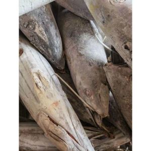 Purse Seine Catch 4kg Up Frozen Skipjack Whole Round Tuna Fish For Canned Use