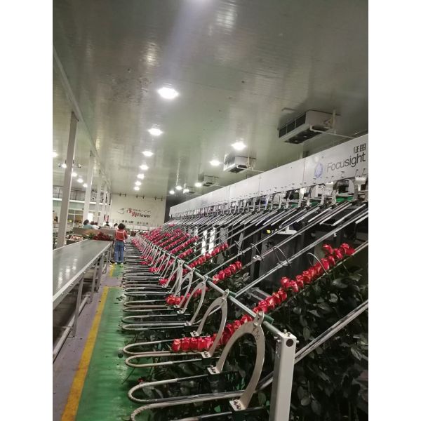 Flower Detection Vision Inspection Equipment Fully Automatic