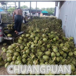 Cheap Customized Coconut Water Making Machine - 18C Production Store Type Coconut Water Processing for sale