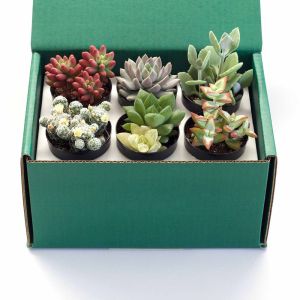 Custom Logo Printed Paper Cactus Succulents Live Plants Packaging Shipping Box