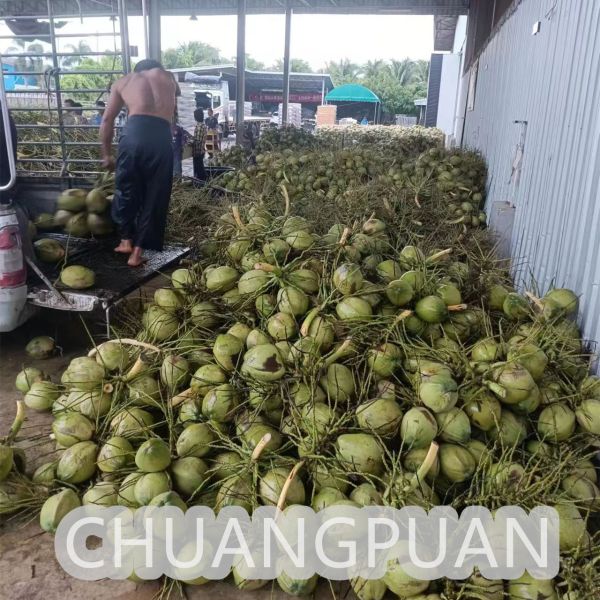 Customized Coconut Water Making Machine - 18C Production Store Type Coconut Water Processing