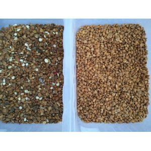 Intelligent CCD Cashew Almond Macadamia Color Sorter Optical