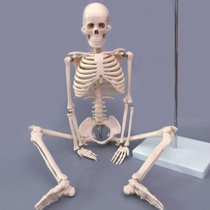 Cheap Human simulation PVC skeleton model 180cm on medical anatomy model for sale