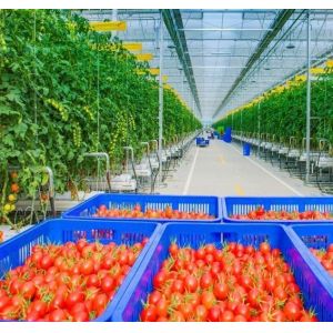 Customized Snow Vibrator Greenhouse for Tomato Planting Single or Multi Span